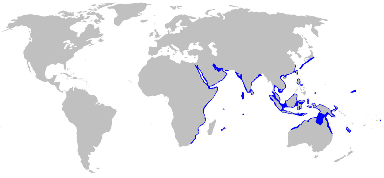 Sharks Of The Tropical Pacific 