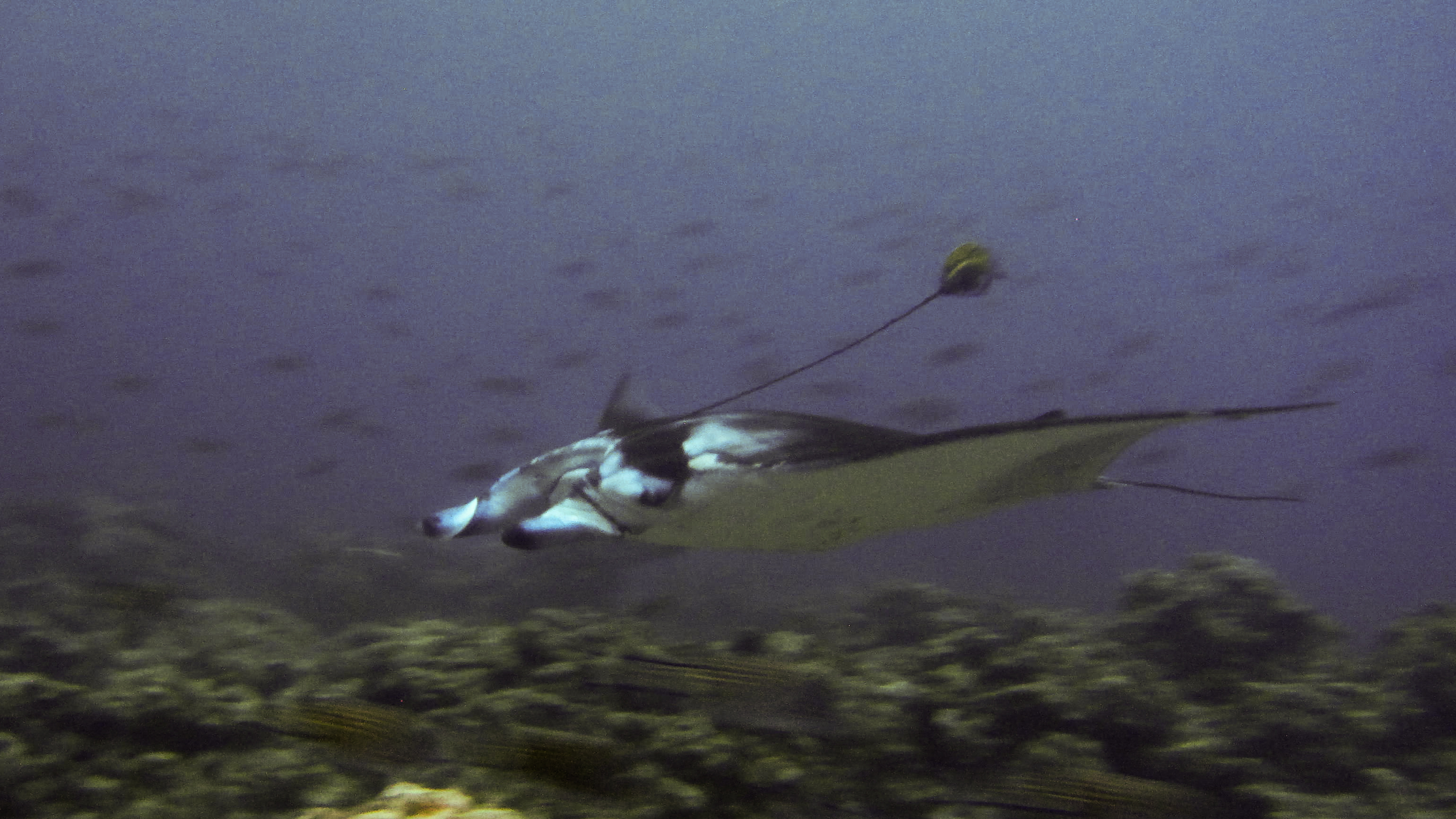 Manta with Bouy and rope around it