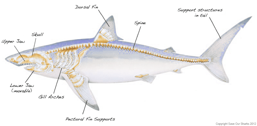 Shark Biology | MCC