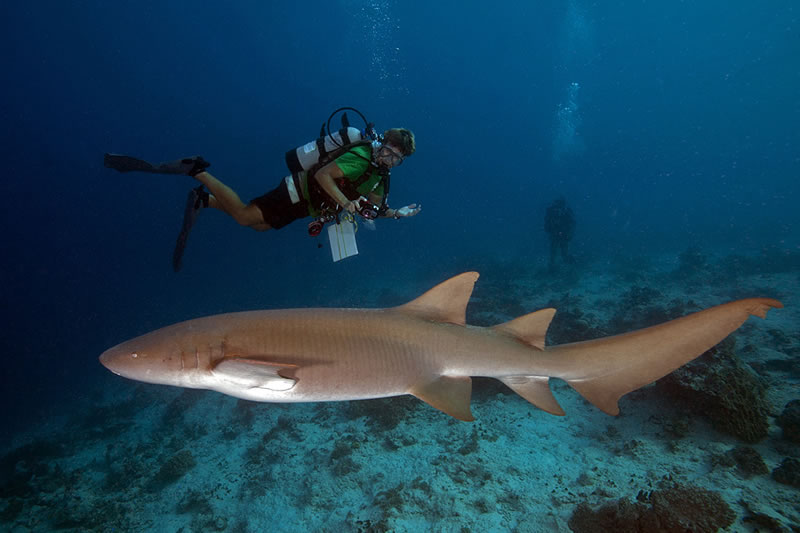 Guam Sharks