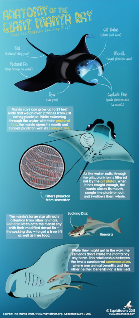 Manta Biology | MCC