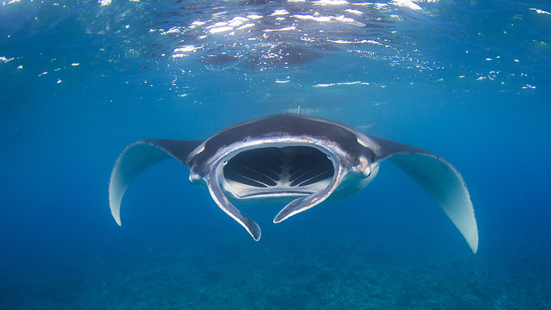 Swimming With Mantas